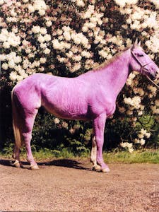 Pink Pony membership